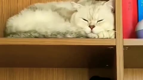 Cat videos Funny animal videos # shorts