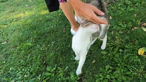 Pink nosed cat with long whiskers is so cute and loving