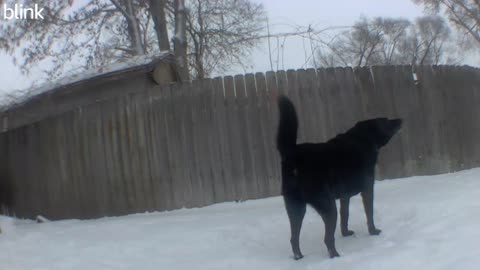 German Shepherd barking in the show