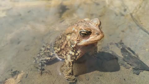 An American Toad Calling Sounds