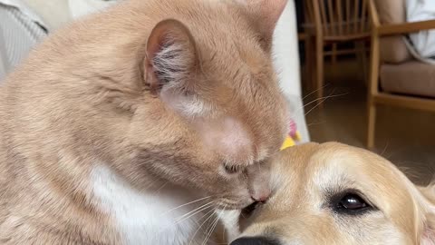 Cat Cleans Dogs Face