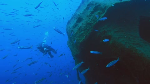 A Scuba Diver Swimming With School Of Fish