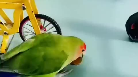 Cute Parrot