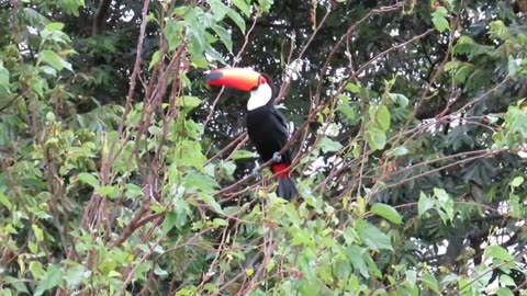 stump toucan on mulberry tree