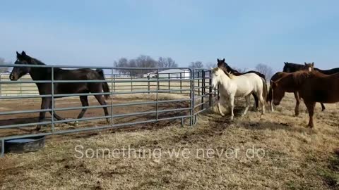 Buddy sour horses saved from slaughter battle separation anxiety