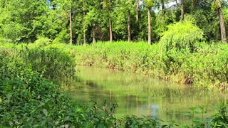 Beautiful nature sounds by a river in a forest / beautiful little river in nature / calming nature.