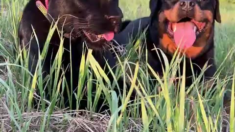 Black panthar and Rottweiler