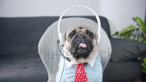 Cute pug dog in headset. Look at web camera listen webinar lecture group conference call