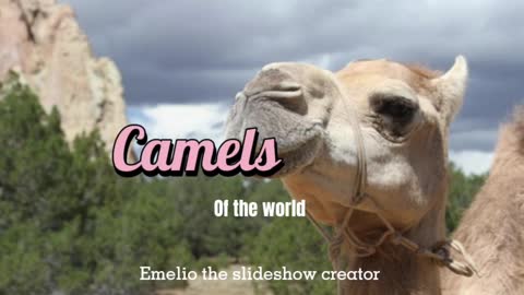 Video tribute to all Camels 🐪 in the world. Nature at its best.