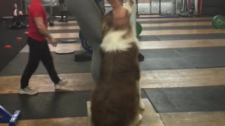 Exercising doggy works out with his owner