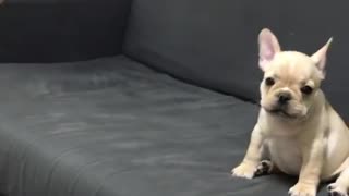 Puppy trusts his friend and jumps