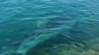 Tiger Shark in Hawaii Boat Harbor!!!