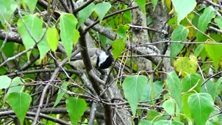 Chickadee