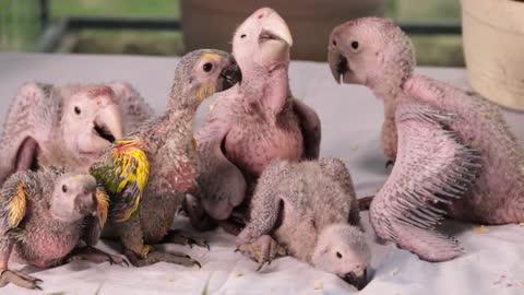 Newborn parrot babies how beautiful and innocent they are