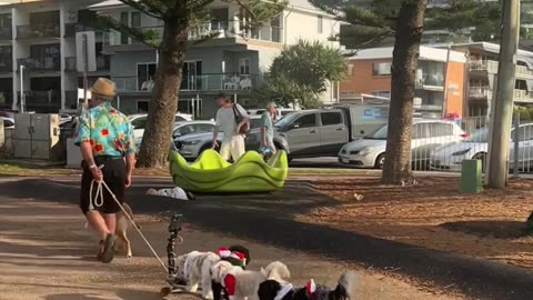 Pack of Costumed Dogs Ride on Train of Skateboards