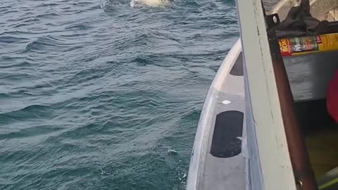 Boat Gets Close to a Swimming Polar Bear