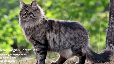Top_20_Most_Expensive_Cat_Breeds_in_the_World