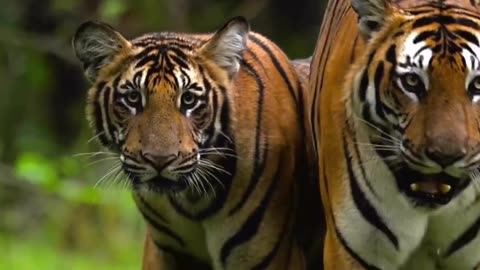 "The Fearless Legacy: TIGER's Male Cubs Rewrite the Rules of Bravery"