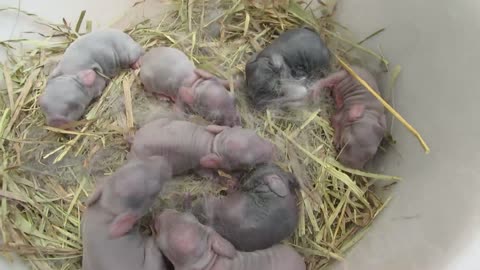 Rex Rabbits Parsley's 2nd Litter with 528 Hz Tuning Fork