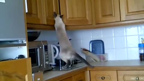 Siamese kitten stealing from the kitchen