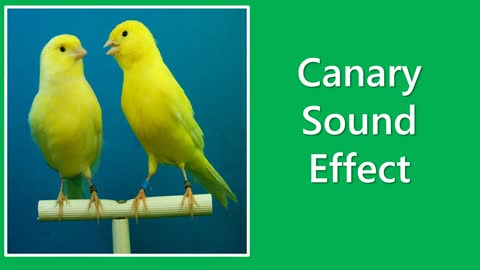 canary sound effet