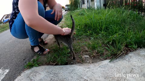 White mama cat with her kittens and her father green eyed tom cat gets a meal in the evening