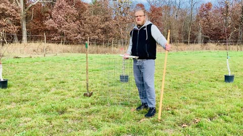 Young fruit trees need protection!