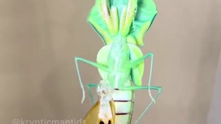 Insane praying mantis transformation will blow your mind