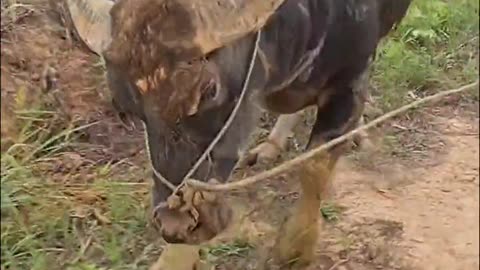 Buffalo funny videos animal.