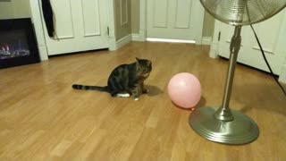 Cat vs balloon