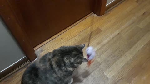A Cat and Their Toy