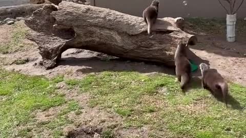 This is what happens when you blow bubbles for otters.