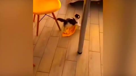 New Funny Animals 2023 😂 Funniest Cats and Dogs Videos 😺🐶