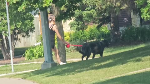 Lady with big dog walking on sidewalk