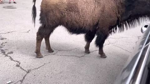 Yellowstone National Park Bison Encounter Part 2