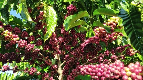 The Coffee Tree: Unveiling the Beauty and Benefits of Coffee