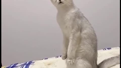 Beautiful cat Funny and dancing video