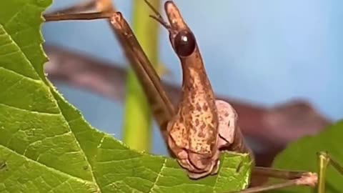 Time-Lapse Feeding Video of Horsehead Grasshopper