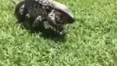 Lizard attack on camera prank video