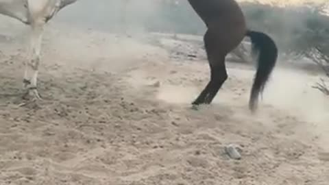 Horse fight