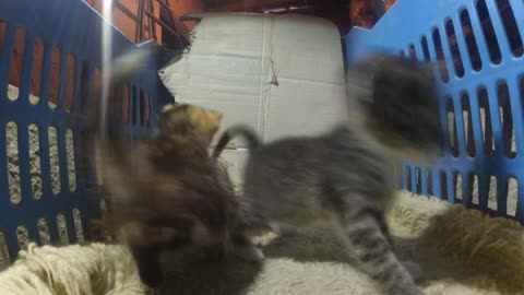 Gopro in a lair of kittens