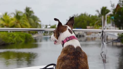 DOGS training cute dogsDog Training, Funniest & Cutest Dog Videos - Puppy Videos 2021