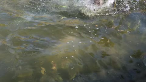 Dog Named Kevin Jumps to Kiss Fish