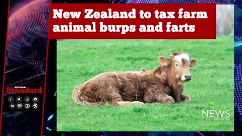 New Zealand to tax farm animal burps and farts