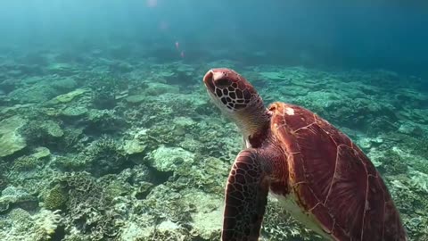 Turtle swimming in the Ocean