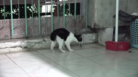 Cat Catching Mouse and Playing Before Eating