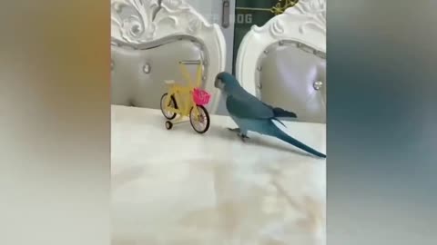 Funny animal (Birds)