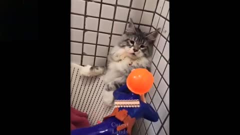 Funniest Cats 😹 - Don't try to hold back Laughter 😂 - Funny Cats Life