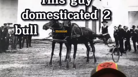 Domesticated rideable Moose