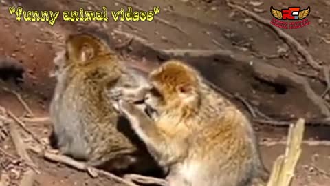 videos of funny animals | kumpulan videos of monyet and monyet lucu